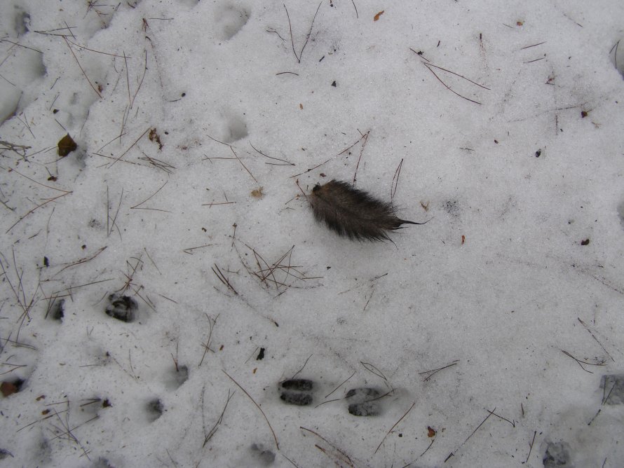 Coda di scoiattolo rosso sulla neve, chi � il predatore?